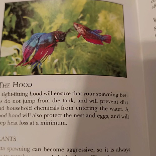The Betta book like new, care guide for Siamese fighting fish
