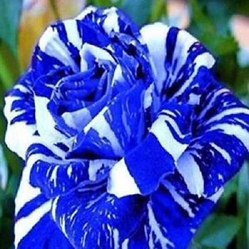 Blue Dragon rose seeds, pack of 25, blue and white bicolor