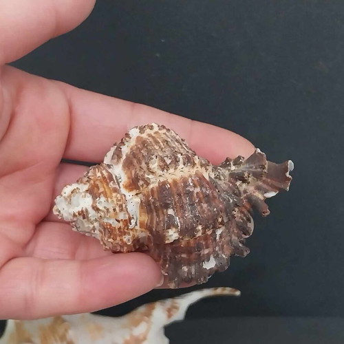 Collection of Exotic Seashells and Corals like new, 11 natural specimens