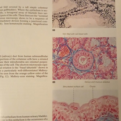 Sobotta/Hammersen Histology Color Atlas third edition like new