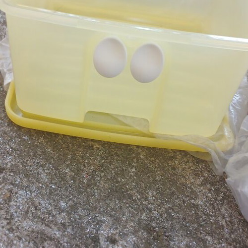 Tupperware set of 2 with eye holes, new