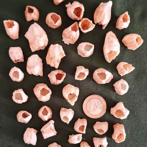 Barnacle shells pack of 38 new for crafts and decoration