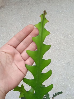 Ric Rac Cactus cuttings pack of 5, new