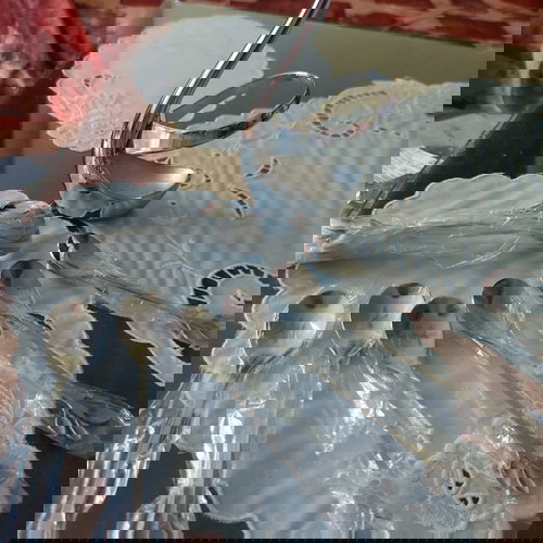 Σέτ από κύκνο και 12 κουτάλια καφέ