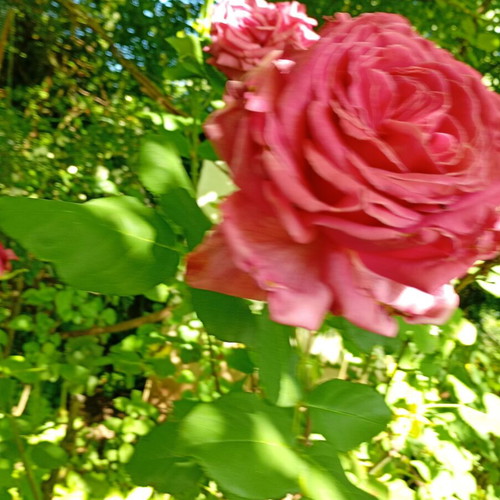 Red rose cutting new, large and fragrant