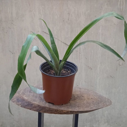 Bilbergia Nutans tropical plant new with pink flowers