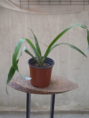 Bilbergia Nutans tropical plant new with pink flowers