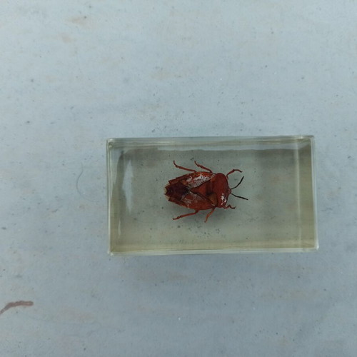 National Geographic Stink Bug collectible like new with book and label