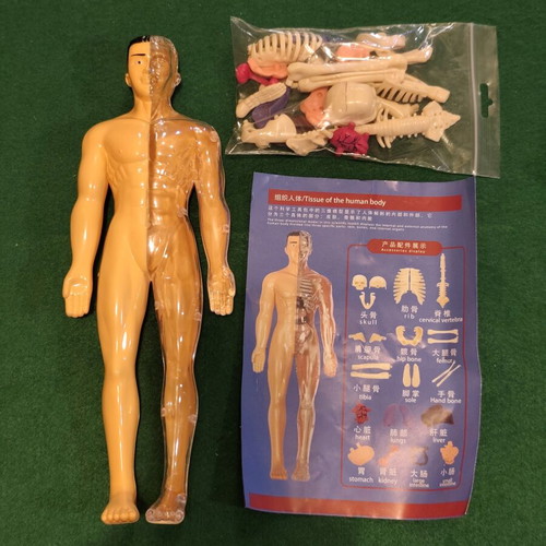Tissue of the Human Body anatomy model STEM educational toy