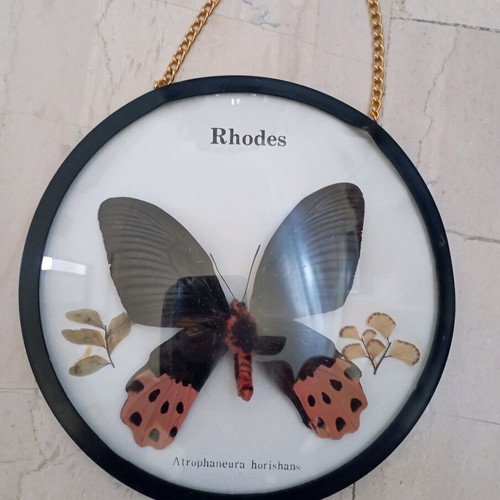 Butterfly frame Atrofhaneura horishana new 16x16