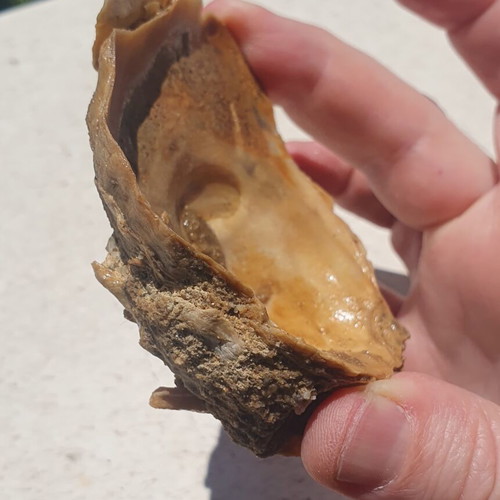 Rare Fossilized Oyster Ostrea from East Attica, New