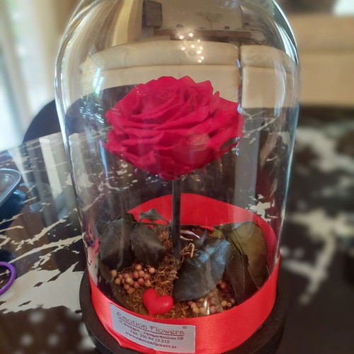 Forever Rose The Rose That Lasts Forever like new in glass dome
