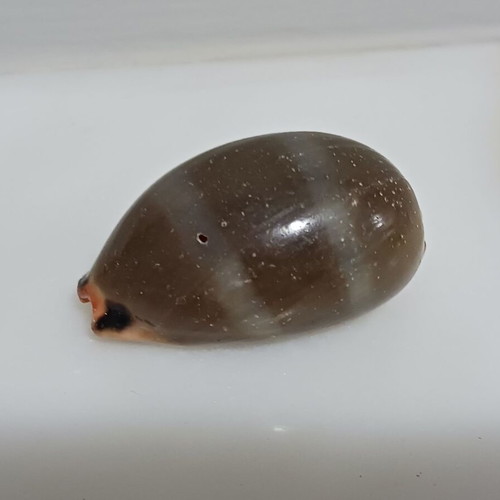 Two Lurida shells new, length 43 and 44 mm