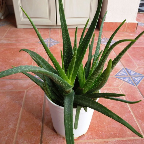Aloe Vera medicinal plant tree-like new with two roots in pot