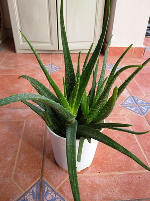 Aloe Vera medicinal plant tree-like new with two roots in pot
