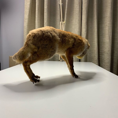 Vintage fox with wax human face used