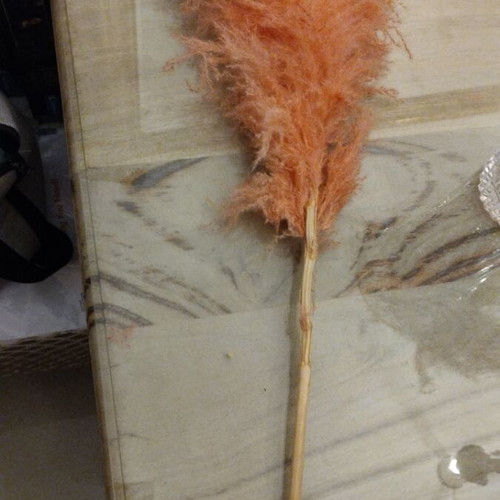 Decorative plants like new, feathers