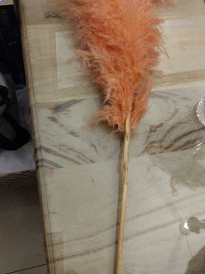 Decorative plants like new, feathers