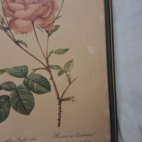 Pair of old botanical engravings Redouté Les Roses used, 31x41 cm