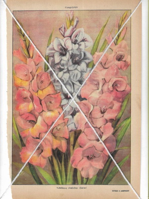 Gladiolus Bouquet Vintage Art Print used, 1950s