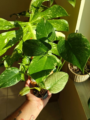 Monstera Mint φυτό καινούργιο