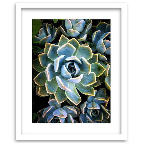 Cactus poster in white wooden frame 40×50 cm new