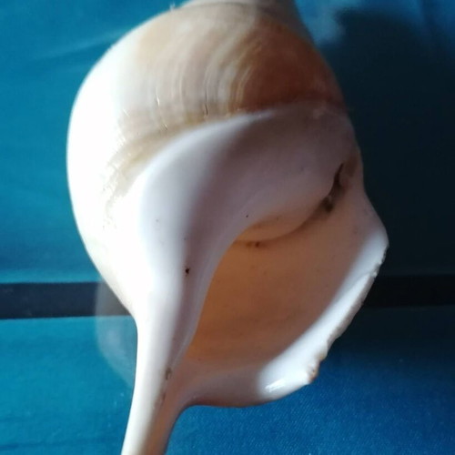 Medium Seashell #2 like new