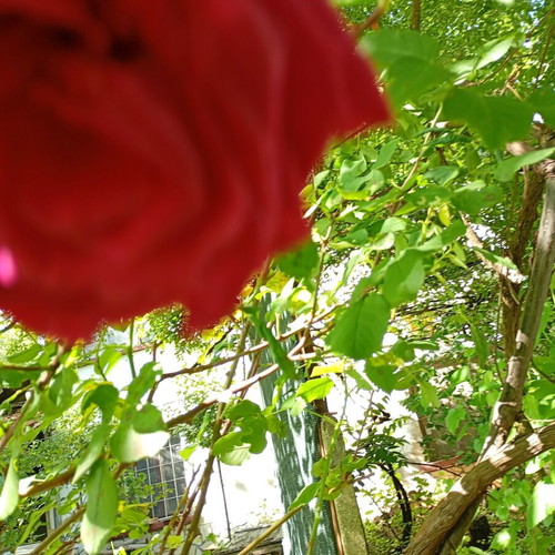 Red rose cutting new, large and fragrant