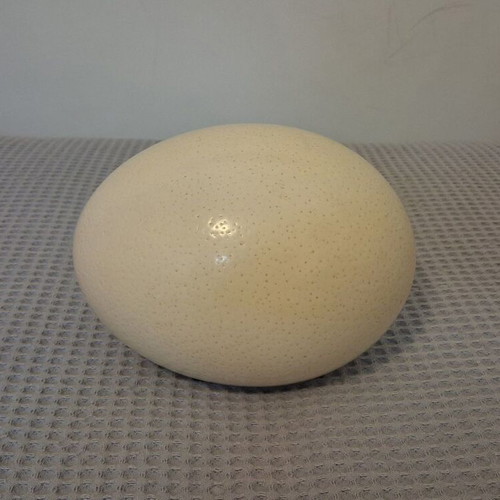 Ostrich Egg used for Decoration or Decoupage