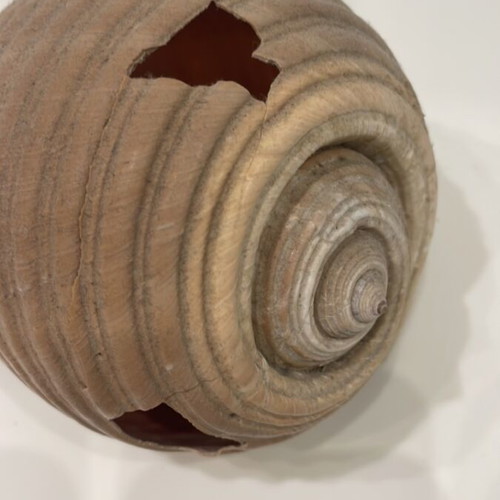 Tonna shell used, 10x13x15cm, with 2 holes