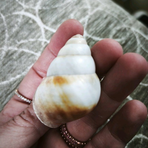 6 shells and 1 starfish all together
