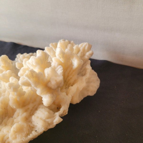 White coral like new