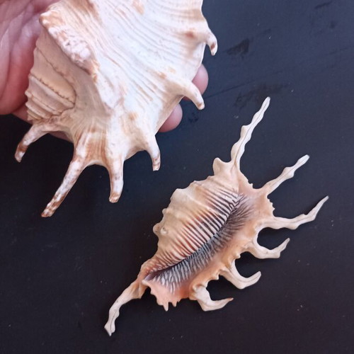 Collectible Natural Spider Conch Seashells Lambis & Harpago set of 2 like new