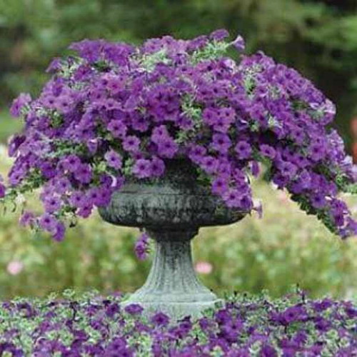 Petunia flower seeds, deep purple-blue, pack of 25