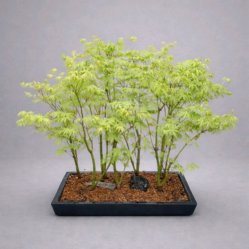 Bonsai Acer forest 10 years old, new, -  1.000,00 - Vendora.cy