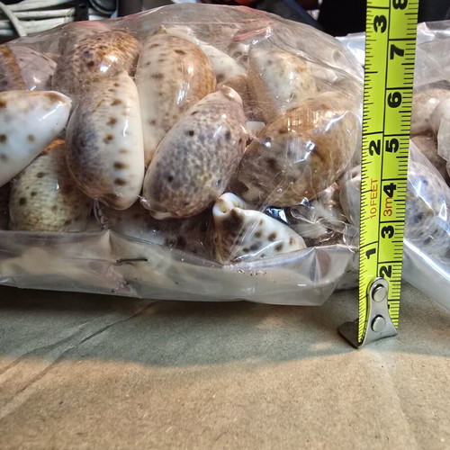 Natural Cypraea Lynx Seashells, pack for crafts and decoration