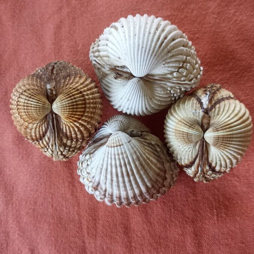Natural Double Cockle Shells Set of 4 Acanthocardia, like new