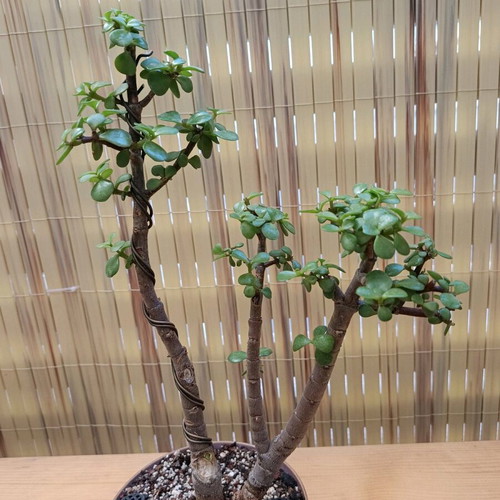 Portulacaria afra Bonsai 38cm new