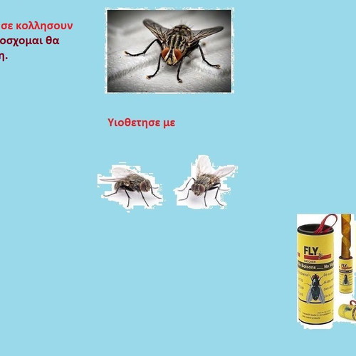 Flies for adoption new
