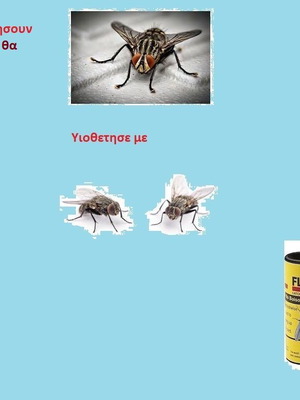 Flies for adoption new