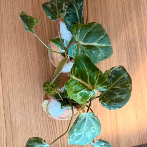 Philodendron Gloriosum Snow Leopard plant new