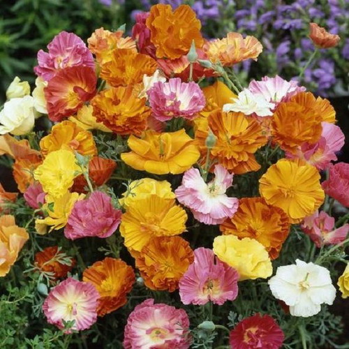 California Poppy Ballerina flower seeds, mix of colors