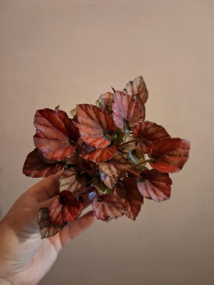 Box 2 φυτά Βιγκόνια Rex και Peperomia argyreia καινούργιο