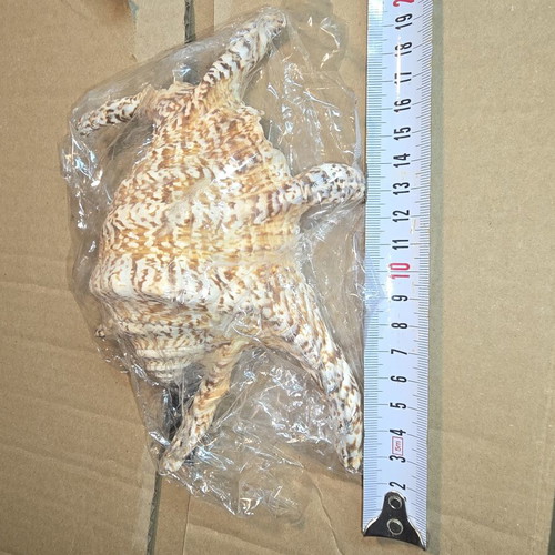 Natural Lambis Harpago Chiragra seashell used, coastal decor