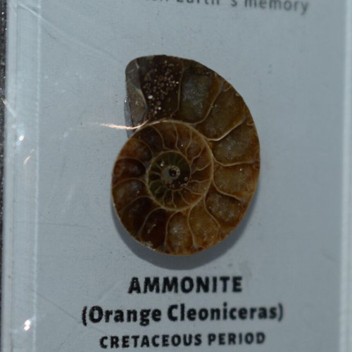 Ammonite fossil like new