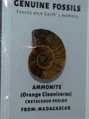 Ammonite fossil like new