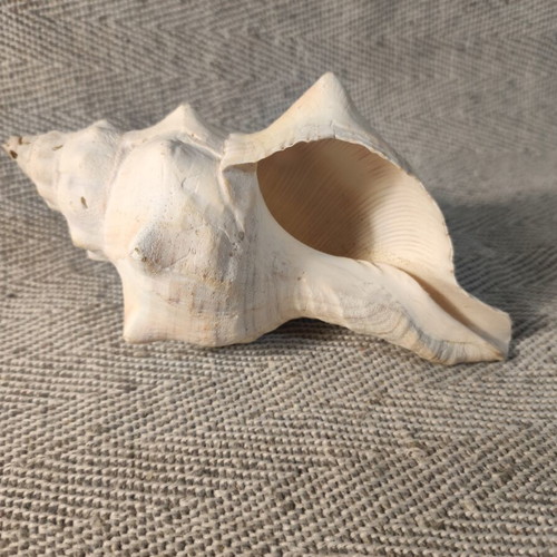 Table conch shell like new, 14x8x6 cm