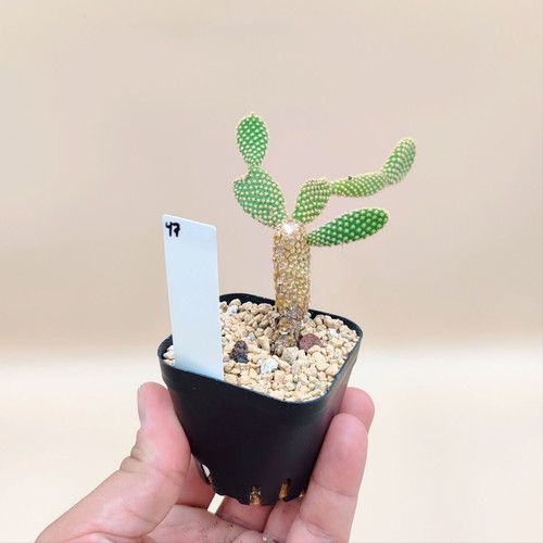 Opuntia Microdasys cactus in plastic pot new