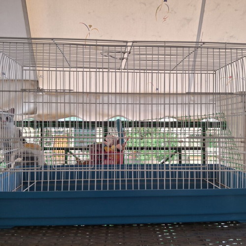 Birdcage for parakeets or small birds