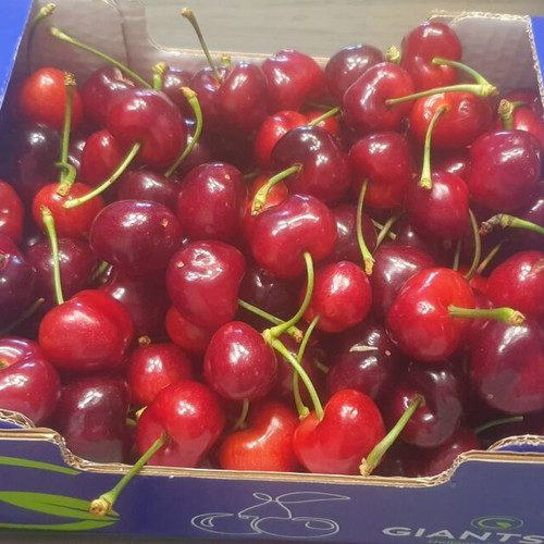 Fresh cherries direct from the field, new